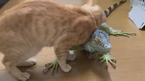 イグアナさんとネコちゃん
