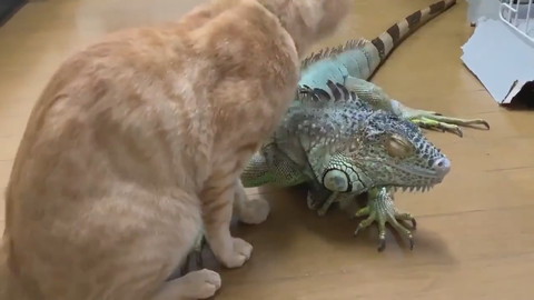 イグアナさんとネコちゃん