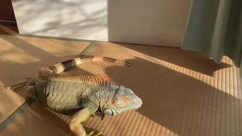イグアナさんとネコちゃん