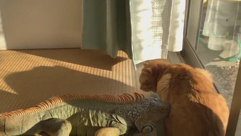 イグアナさんとネコちゃん