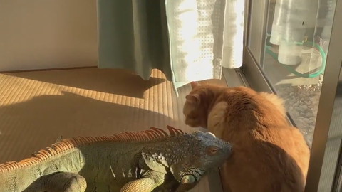 イグアナさんとネコちゃん