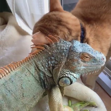 イグアナさんとネコちゃん