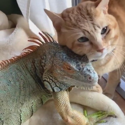 イグアナさんとネコちゃん