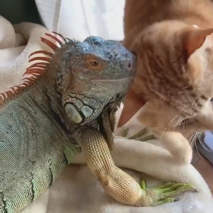 イグアナさんとネコちゃん
