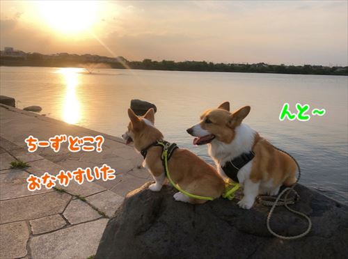犬
