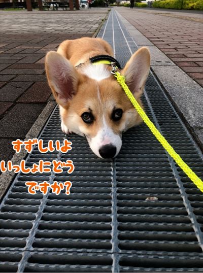 犬