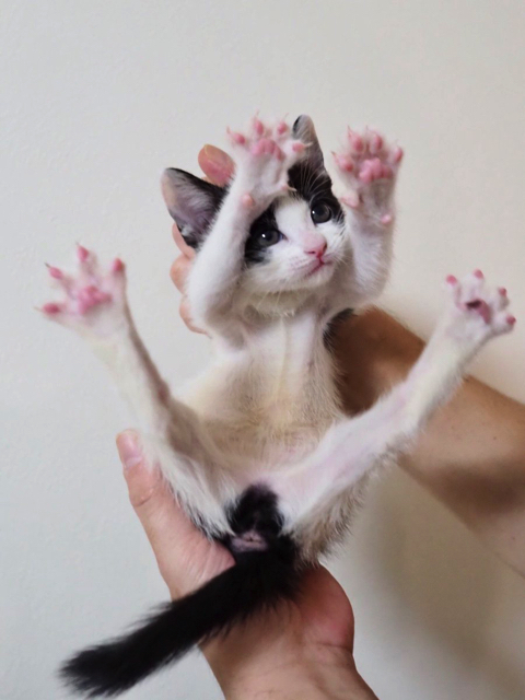 猫の肉球