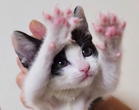 体全体でパーを表現する子猫