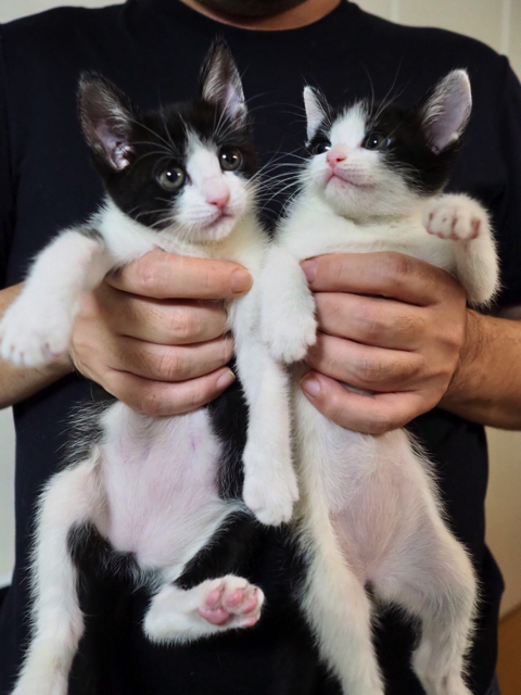 体全体でパーを表現する子猫