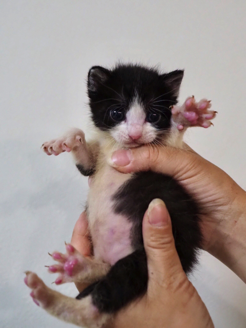 体全体でパーを表現する子猫