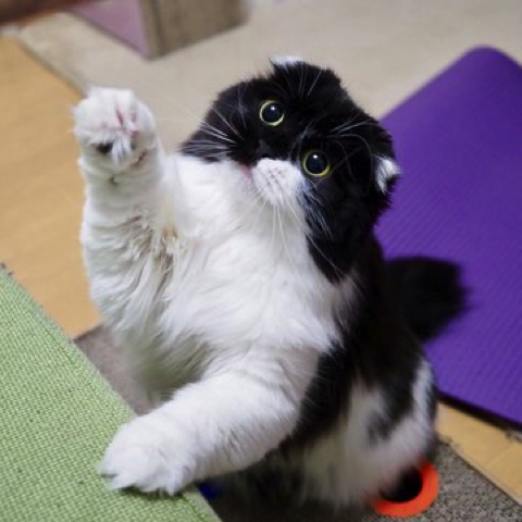 体全体でパーを表現する子猫