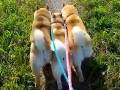柴犬3匹がぎゅっとくっついてサンドイッチに　お尻フリフリのお散歩姿がかわいい