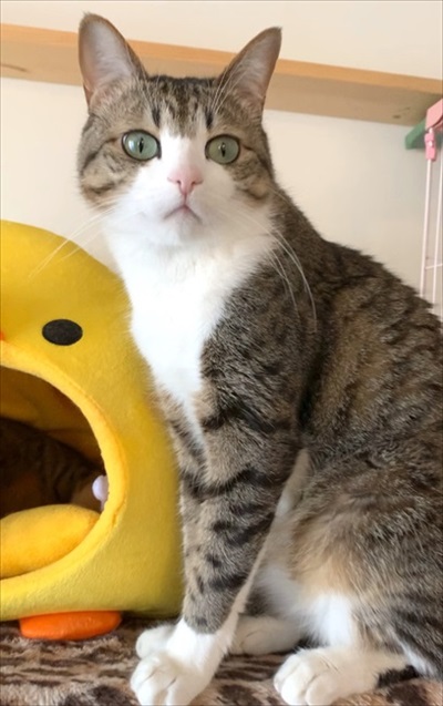 猫のすずめちゃん