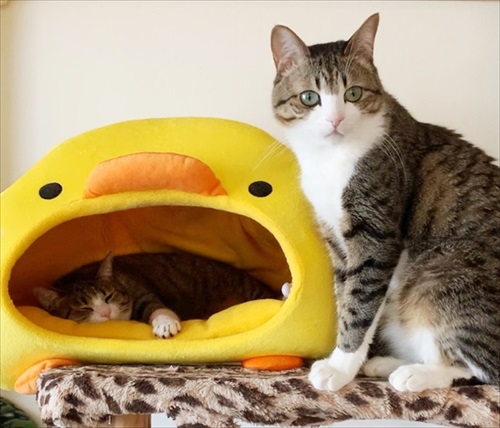 猫のすずめちゃん