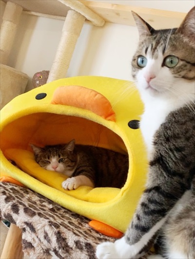 猫のすずめちゃん