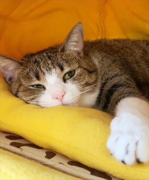 猫のすずめちゃん