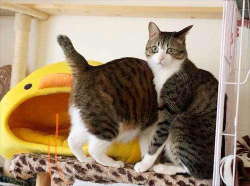 猫のすずめちゃん