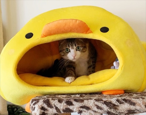 猫のすずめちゃん