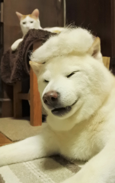 毛玉のせワンコ