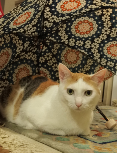 雨宿りぬこさん