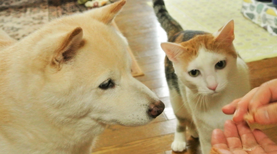 おやつに熱視線なぬことわんこ