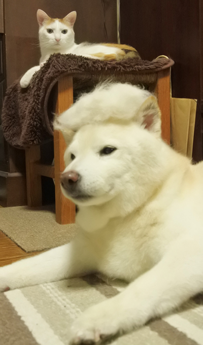 毛玉乗せワンコを凝視するぬこ