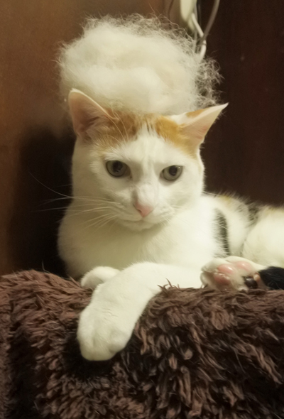 死んだ目のぬこ右向き