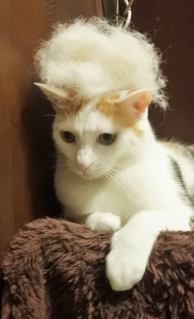 死んだ目のぬこ左向き