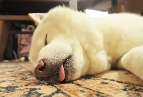 べろを出して寝るワンコ