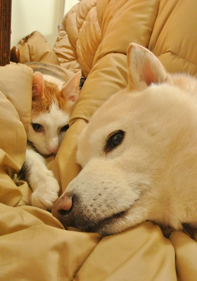 3年前のぬことわんこ