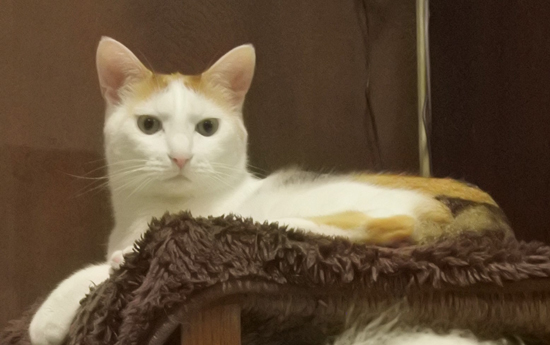 毛玉乗せワンコを凝視するぬこのアップ