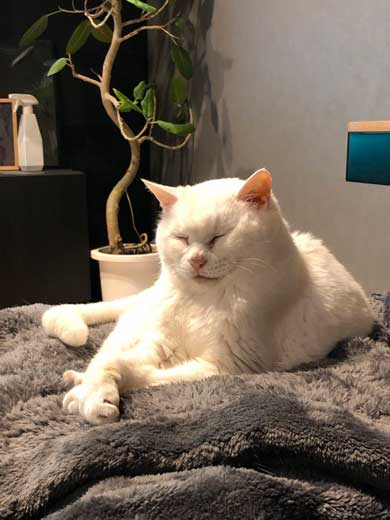 猫 22歳 あめ 保護 ビフォーアフター 貫禄 白猫