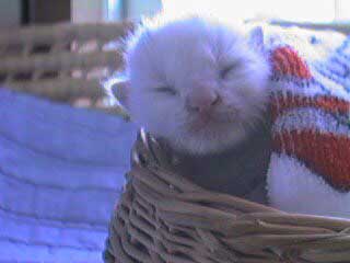 猫 22歳 あめ 保護 ビフォーアフター 貫禄 白猫