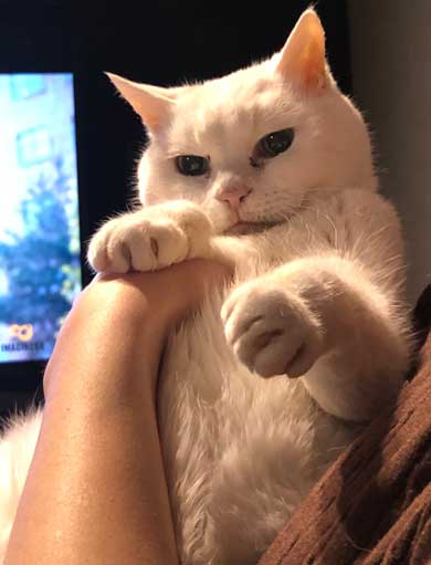 猫 22歳 あめ 保護 ビフォーアフター 貫禄 白猫