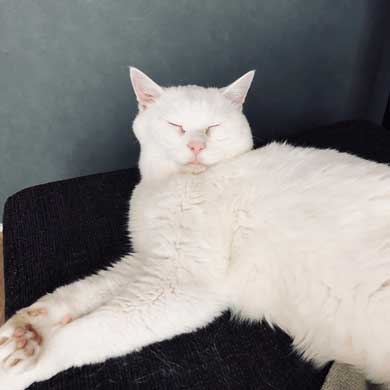 猫 22歳 あめ 保護 ビフォーアフター 貫禄 白猫