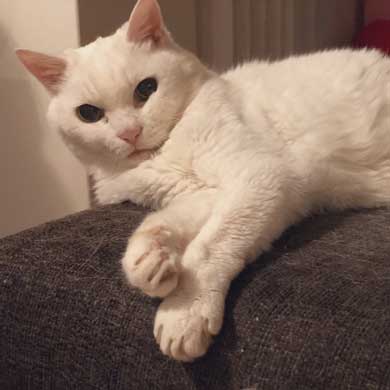 猫 22歳 あめ 保護 ビフォーアフター 貫禄 白猫