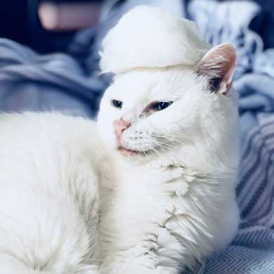 猫 22歳 あめ 保護 ビフォーアフター 貫禄 白猫