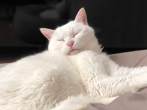 猫 22歳 あめ 保護 ビフォーアフター 貫禄 白猫