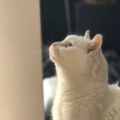 猫 22歳 あめ 保護 ビフォーアフター 貫禄 白猫