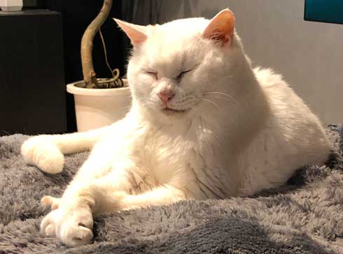 猫 22歳 あめ 保護 ビフォーアフター 貫禄 白猫