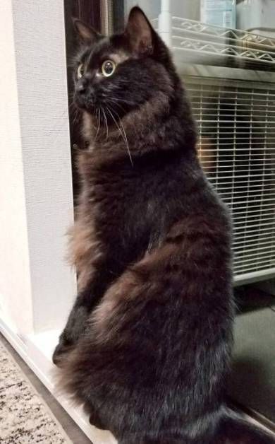 黒猫 立った チャコさん