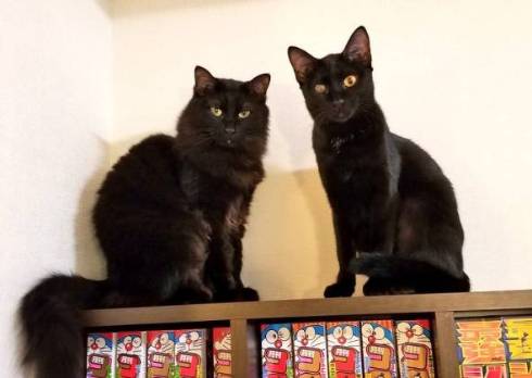 黒猫 立った チャコさん