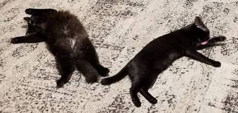 黒猫 立った チャコさん