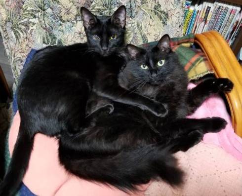 黒猫 立った チャコさん