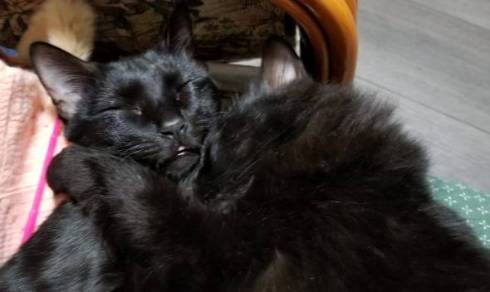 黒猫 立った チャコさん