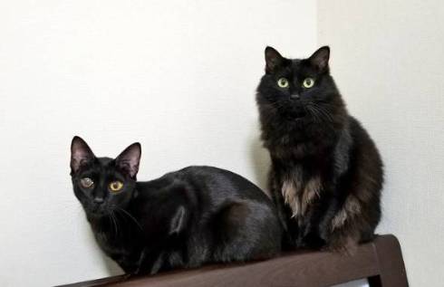 黒猫 立った チャコさん