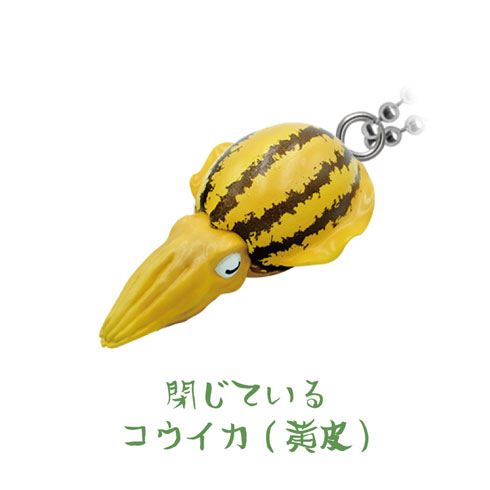 閉じているコウイカ（黄）