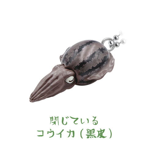 閉じているコウイカ（黒）