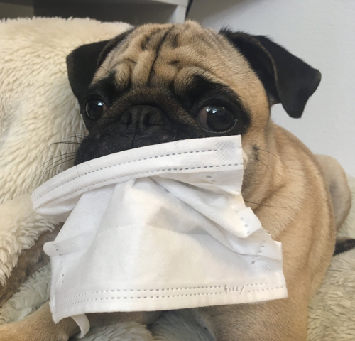 マスクをくわえて逃げるマヨくん