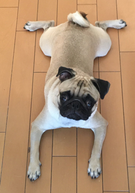 床の冷たさを楽しむマヨくん